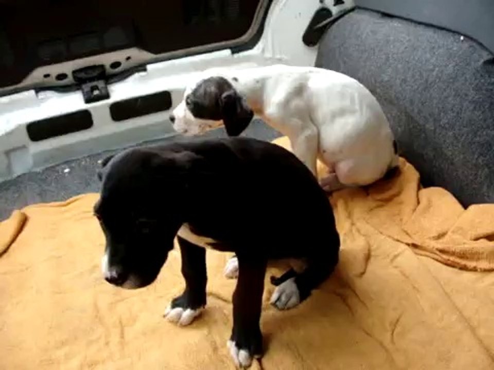 HAITI 2 MOIS ET DEMI ET PRINCE X DOGUE ARGENTIN ET LABRADOR LE 22 JANVIER 2010