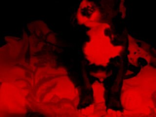 HAITI ET PRINCE AU CHAUD AU REFUGE LE 22 JANVIER 2010