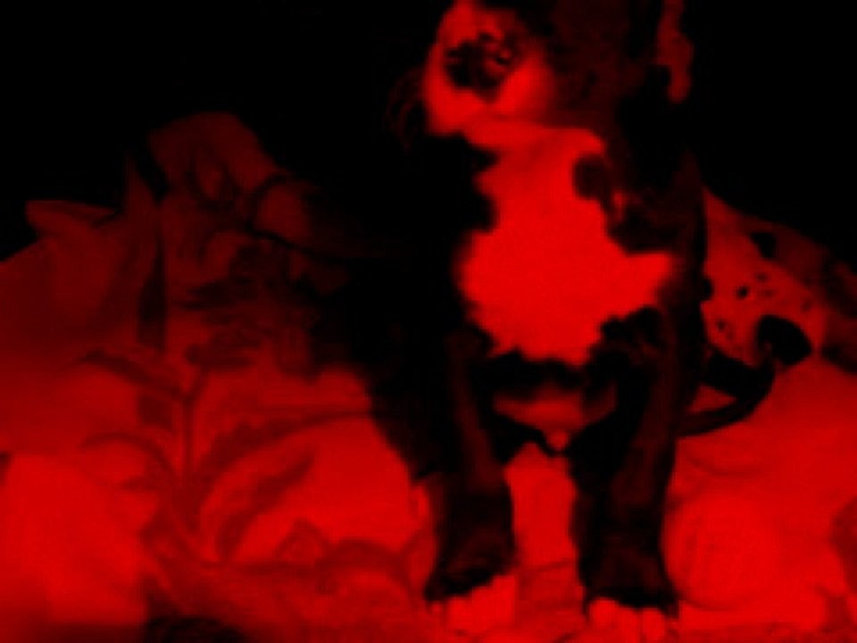 HAITI ET PRINCE AU CHAUD AU REFUGE LE 22 JANVIER 2010