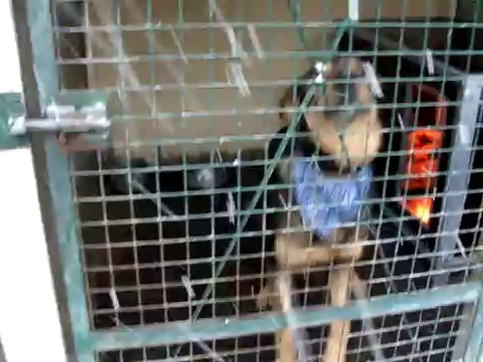 L'HIVER ET LA NEIGE AU REFUGE DES AMIS DE LUNA LE 30 JANVIER 2010