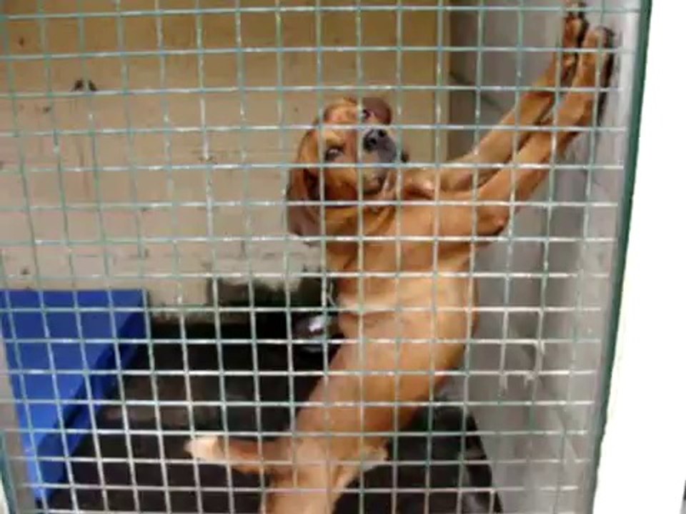 LOULOUS A ADOPTER AU REFUGE DE MONTDIDIER LE 28 SEPTEMBRE 2009