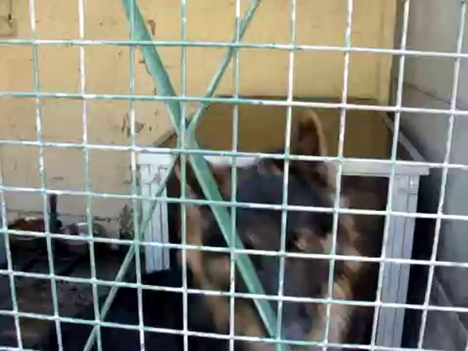 LOULOUS A L'ADOPTIONS AU REFUGE DES AMIS DE LUNA MONTDIDIER 80500 LE 30 JUILLET 2011