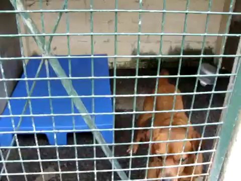 LOULOUS A MONTDIDIER LE 16 SEPTEMBRE 2009 PARTIE 1