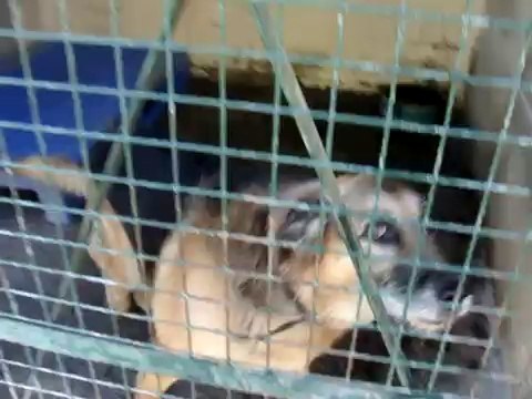 LOULOUS REFUGE 2 LE 25 SEPTEMBRE 2009