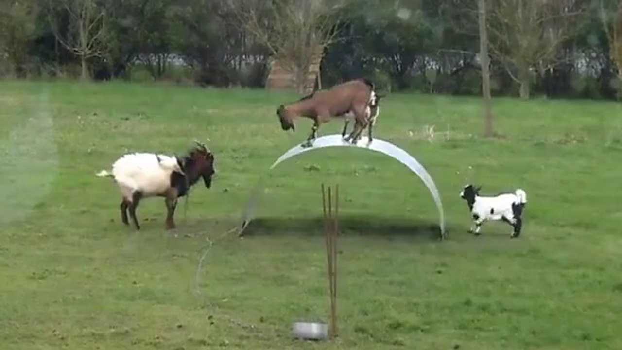 Goats Playing with Metal Sheet