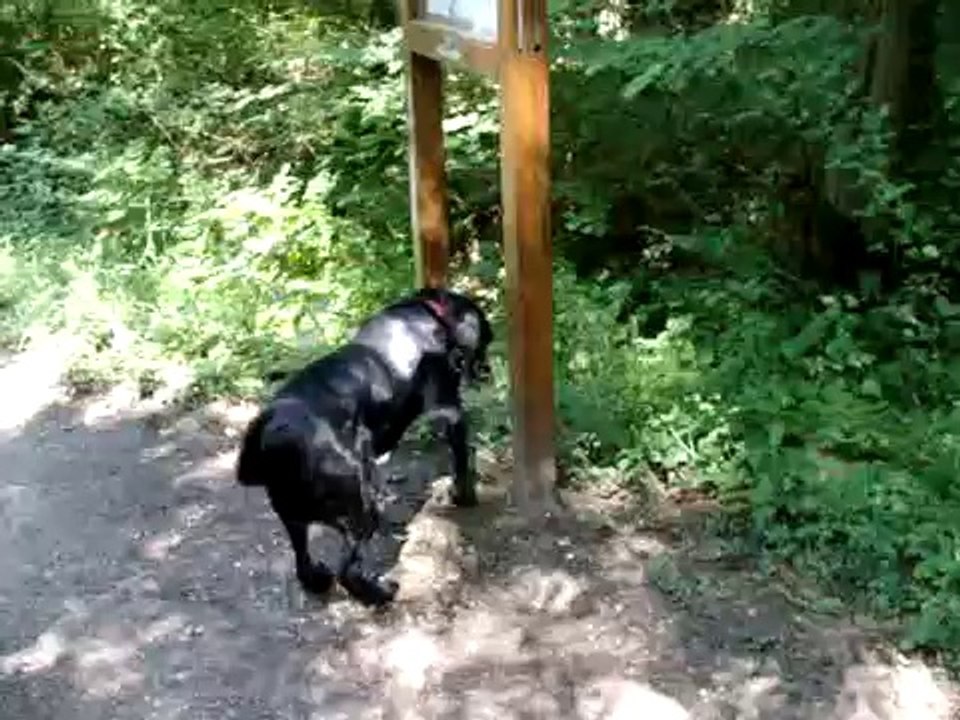 MILOU EN BALADE LE 1 AOUT 2011