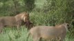 Une lionne protège un bébé antilope attaquée par une autre lionne!