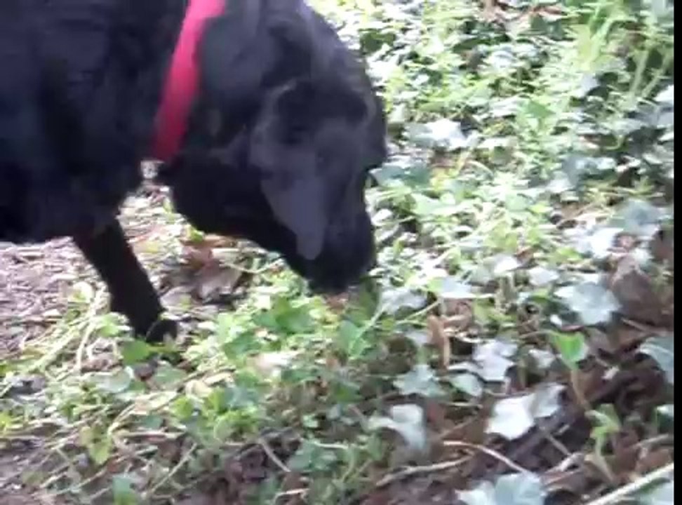 MILOU LABRADOR NOIR 2