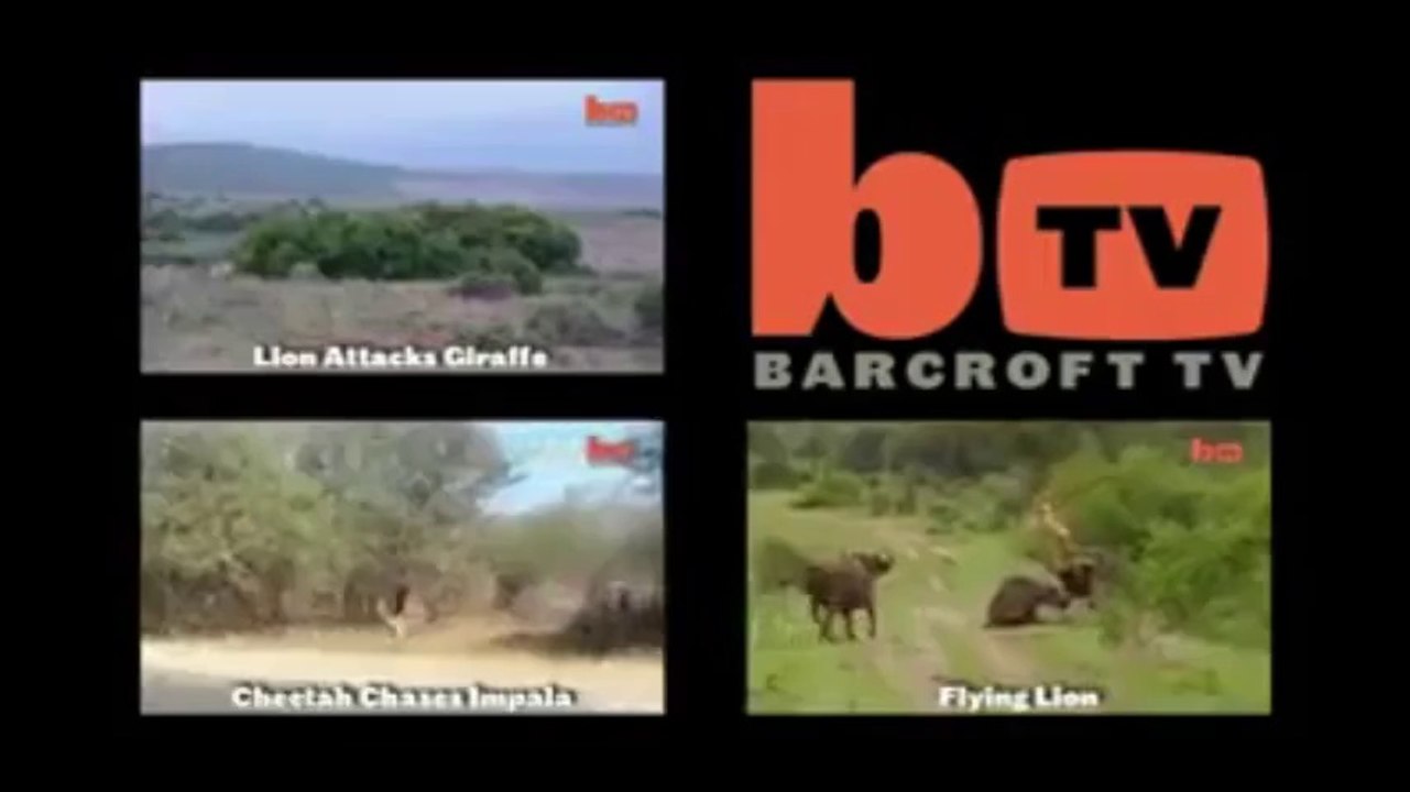 You really don't want to watch this guy thai kissing a king cobra