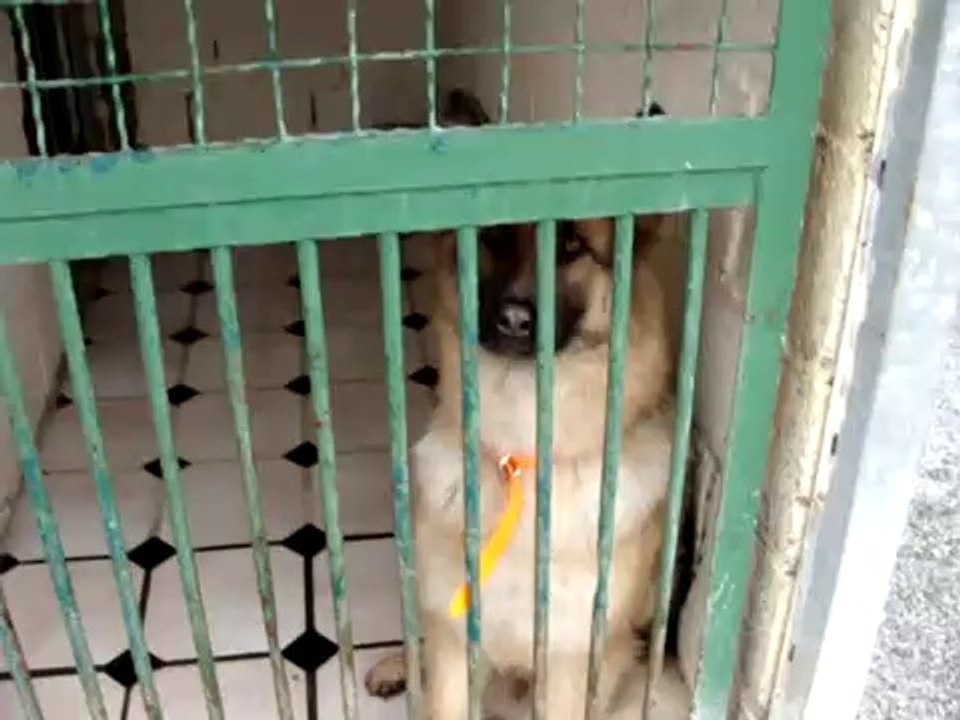 NETTOYAGE AU REFUGE DES AMIS DE LUNA LE 29 JANVIER 2011