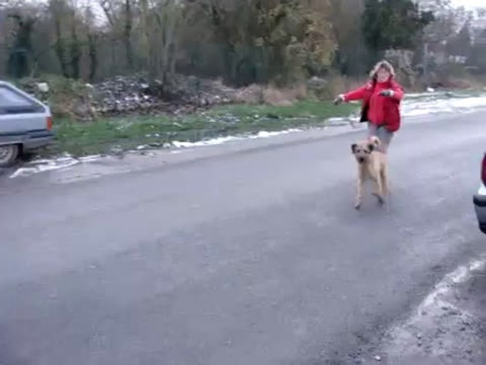 Oscar de retour de balade le 27 novembre 2010