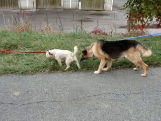 PEPSY ET D JUNIOR LA RENCONTRE LE 11 OCTOBRE 2009