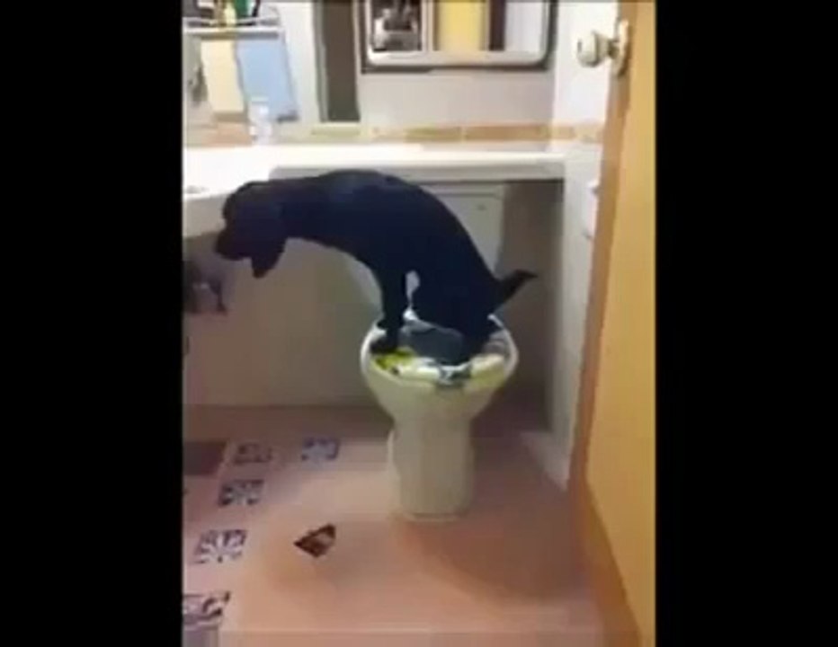 Un chien au top