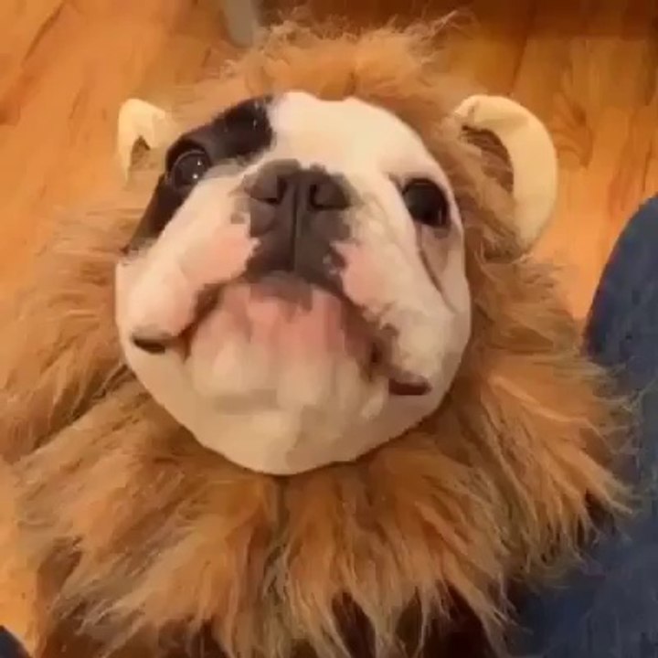 Le chien lion GRRRRRR
