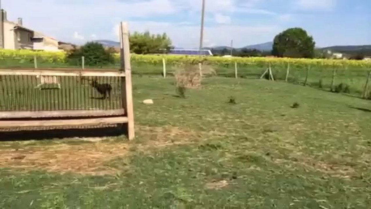 1er contact avec les moutons pour Jadis à 4 mois!