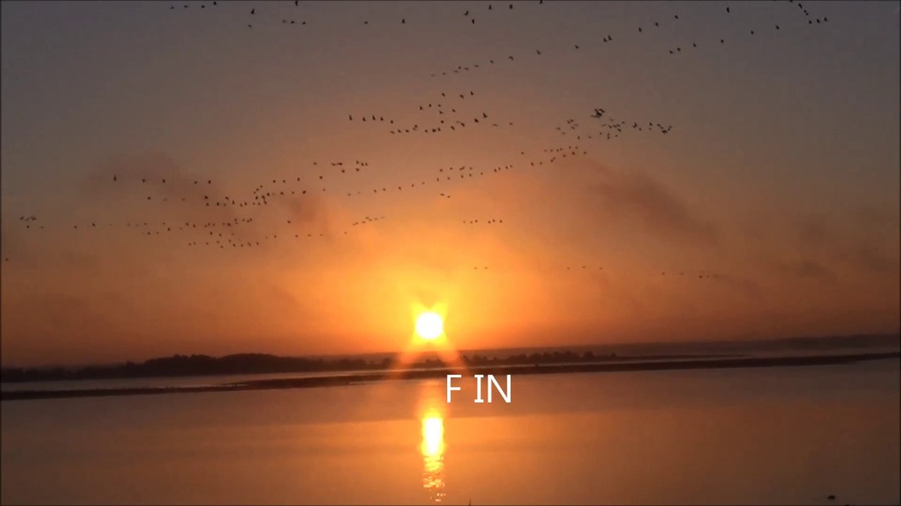 Lever de soleil au lac du Der lors de la migation des grues cendrées en octobre 2013