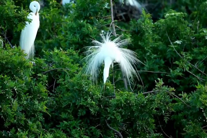 BIRDS in LOVE with ATARAXIA - Llyr from LLYR 2010 Album