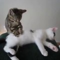 ‪Cat making Massage   --sooo sweet-- - Only Hot Video Clips _ فیس بک‬