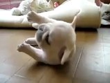 ‪cool dog _) - Only Hot Video Clips _ فیس بک‬