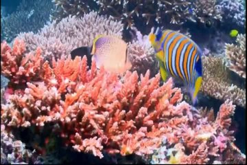 O Encanto do Azul Profundo #05 - África [Discovery Theater]