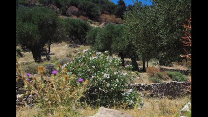 Sifnos juin 2014