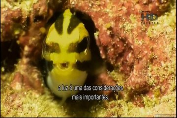 O Encanto do Azul Profundo #07 - Antártica [Discovery Theater]