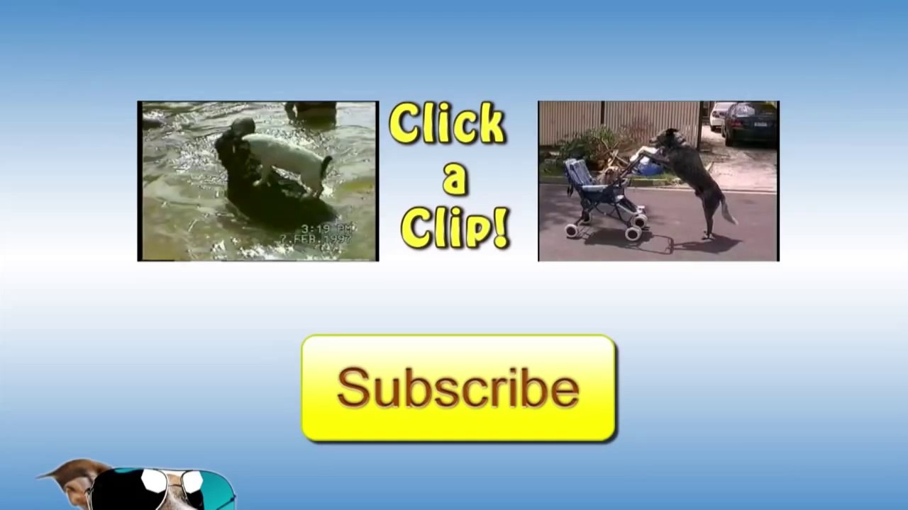 Raccoon Mechanic