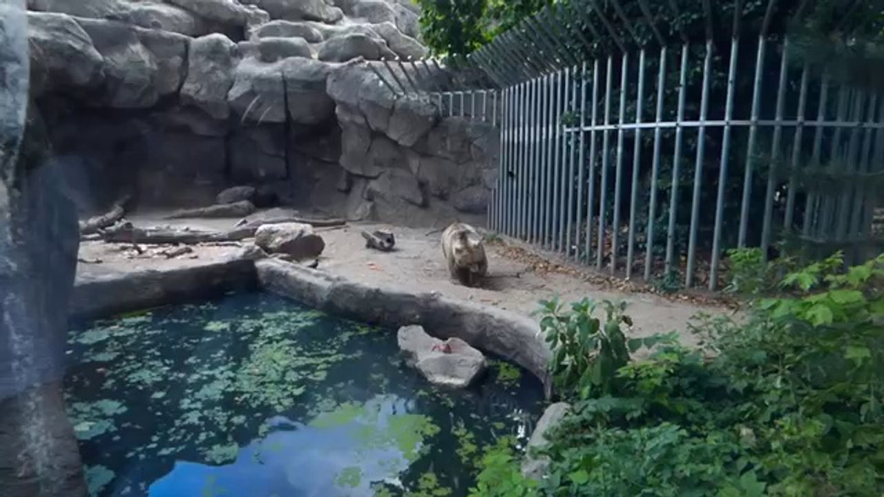 videoplayback_2