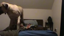 Waking Up an English Mastiff