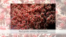 Control A Spider Mites Infestation
