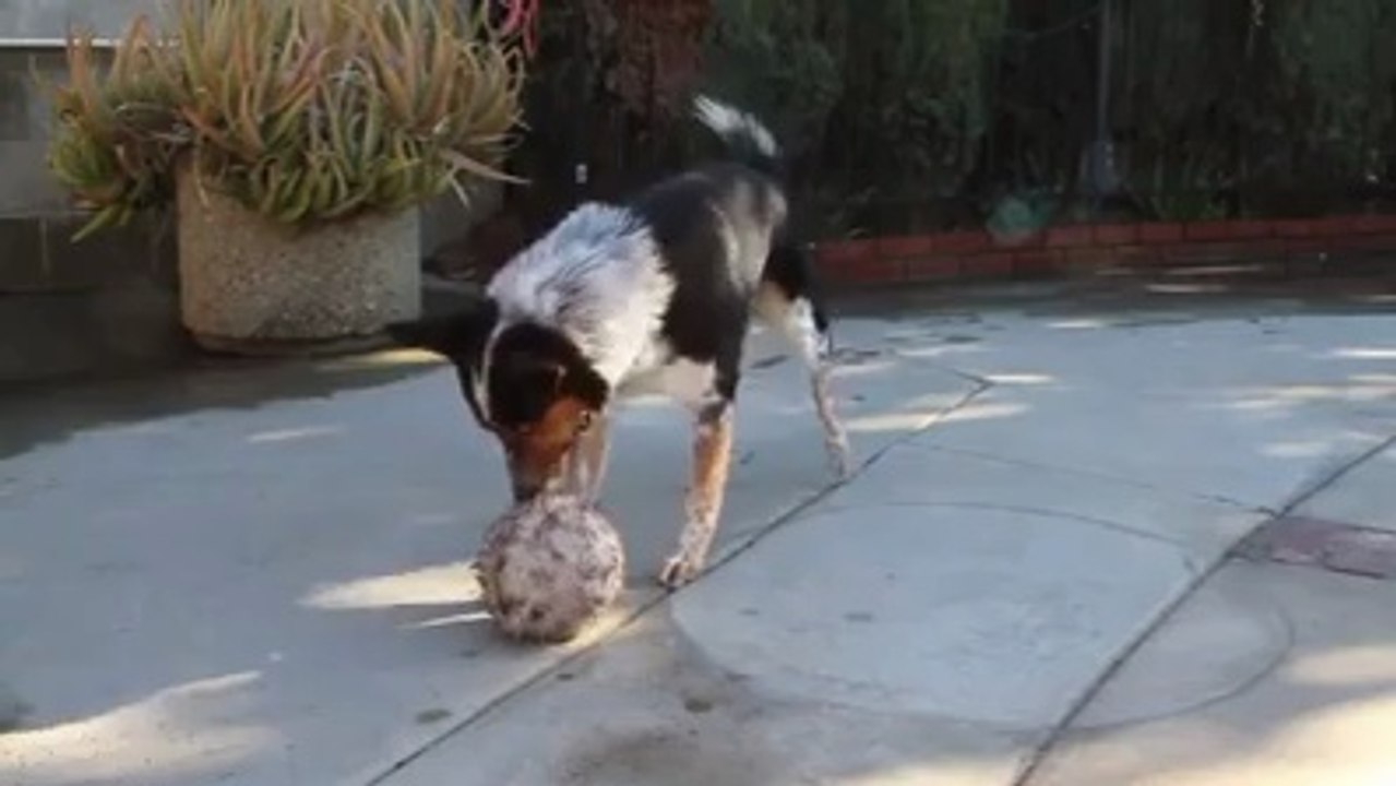 Well trained Dog