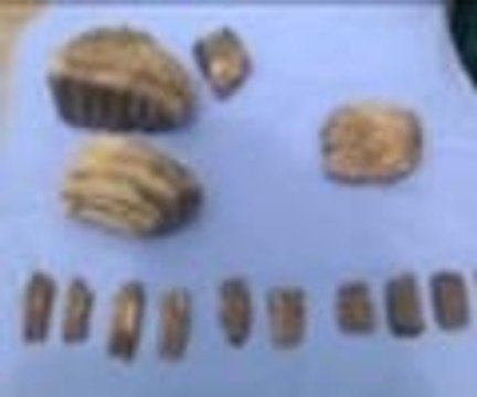 Maden ocağından 2 milyon yıllık mamut fosilleri çıktı