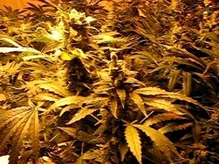 Aeroponic Supersonic