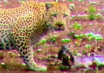 Newborn Impala Lamb Taken Out by Leopard