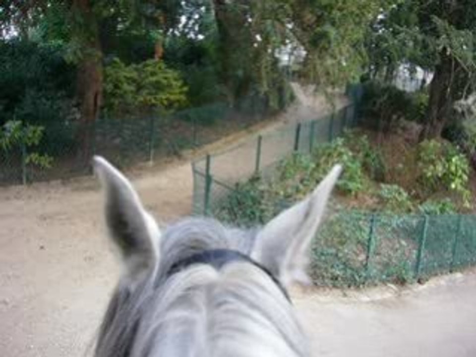 A cheval, en balade, Paris.