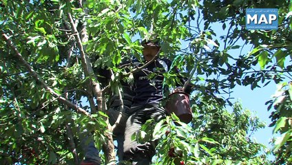 أشجار الكرز، ثروة طبيعية ثمينة بعين اللوح