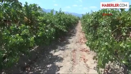 Üzüm Bağında Cinayet