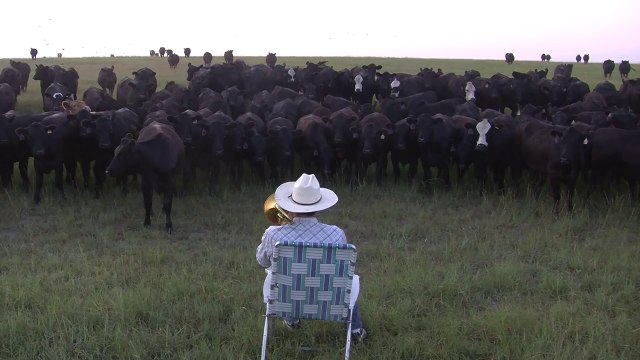 Farmer Serenades Cattle With Trumpet