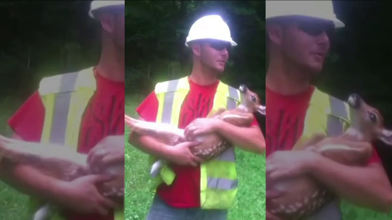 Un faon ne veut pas quitter les bras d'un homme qui lui gratte le ventre