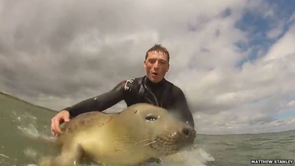 A baby seal wants to surf so hard! Insane crazy video - Surf