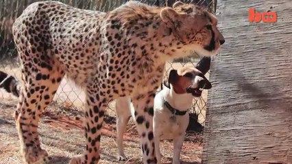 mery sathi dog