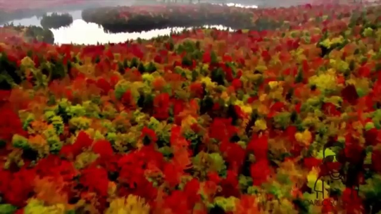 Bu Gezegen Sensin (Planet Earth is You) Türkçe Dublaj