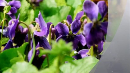 İlahi Albümü 2014 Tevhid İlahisi Enes Atlığ