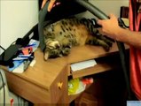 Un gatto più unico che raro!