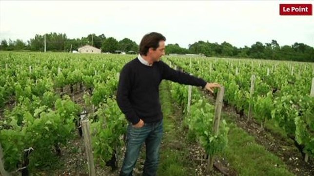 Château Prieuré-Lichine : la remontée des palissages dans les vignes