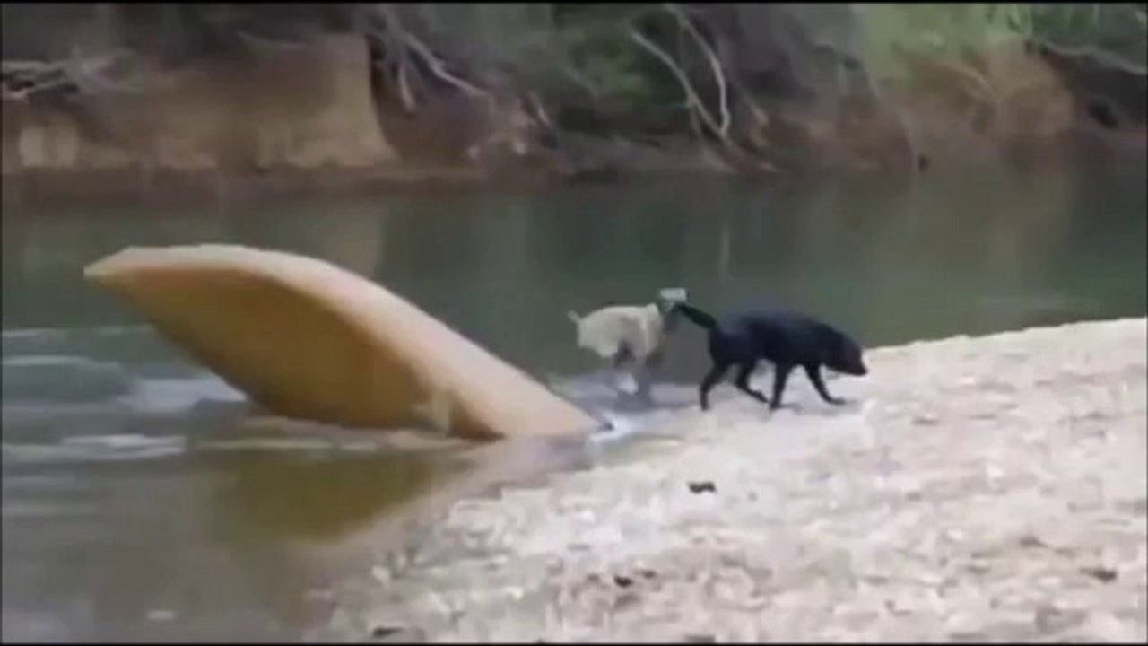Взаимовыручка собак