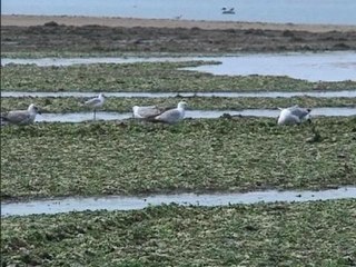 Basse-Normandie: La prolifération des algues menace le tourisme