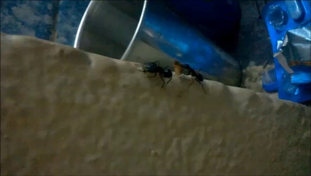 SHORT FILM-THE JOURNEY OF FIGHTING ANTS [CHEEMA-PART II]