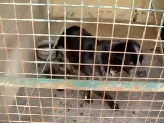 VIDEOS DU REFUGE LE 7 JUILLET 2010