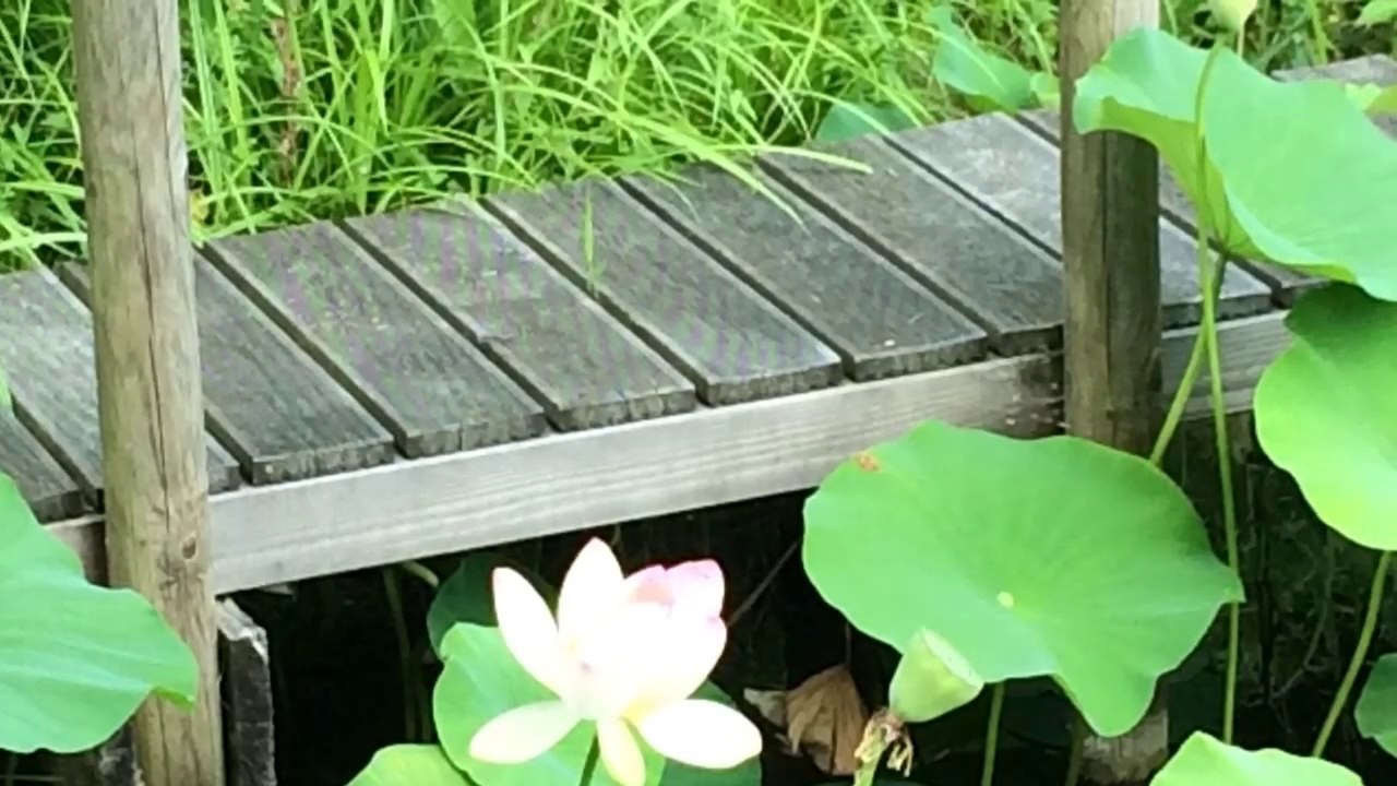 Lotusblüte 2014